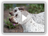 Chien d'arrêt Bourbonnais
